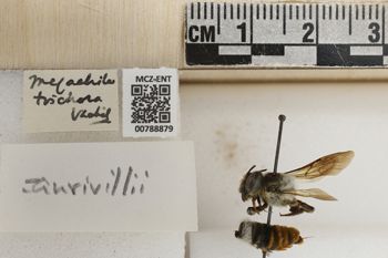 Media type: image;   Entomology 788879 Aspect: Labels